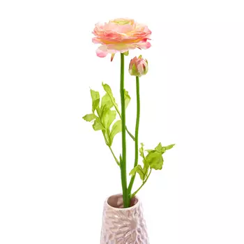 Цветок Ranunculus