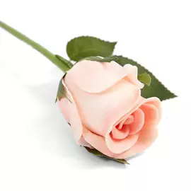 Цветок Роза, розовый