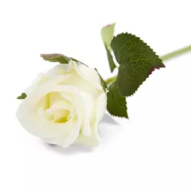Цветок Роза, белый