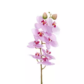 Цветок Sigillo