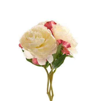 Цветок Valerga