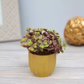 Цветок Candino