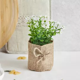 Цветок Cropani