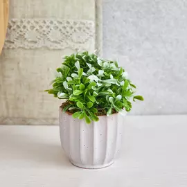 Цветок Pratora