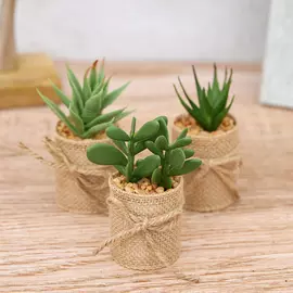 Набор суккулентов Tetti