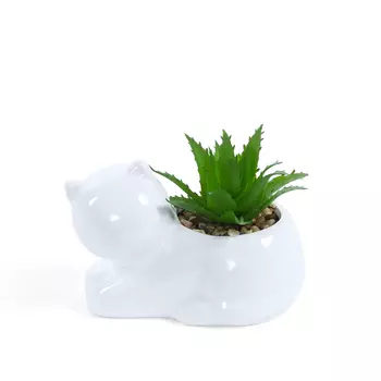 Суккулент Animale