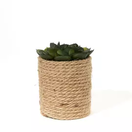 Суккулент Benano