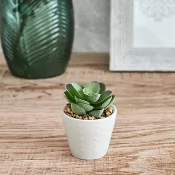 Суккулент Borgia