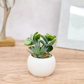 Суккулент Bricco