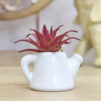 Суккулент Cabernardi