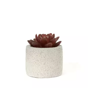 Суккулент Caporio