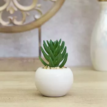 Суккулент Ceppo