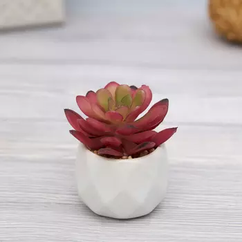 Суккулент Cipolleto