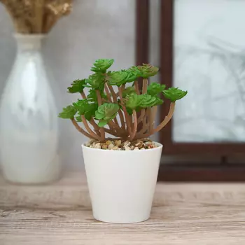 Суккулент Colognola