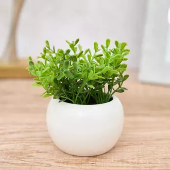 Суккулент Cornalea