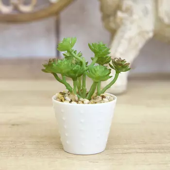 Суккулент Macerino