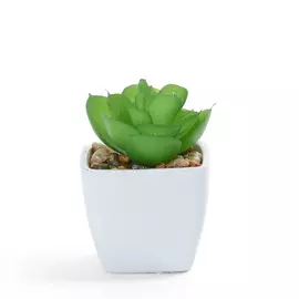 Суккулент Meana