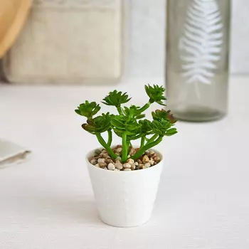 Суккулент Montauro