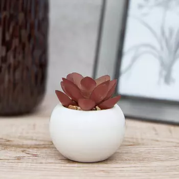 Суккулент Montefino