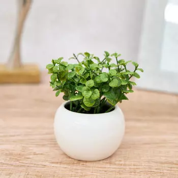 Суккулент Morona