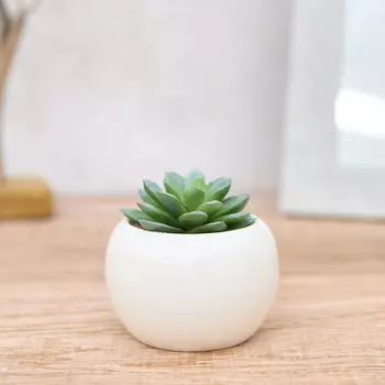 Суккулент Pozzo