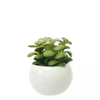 Суккулент Reed