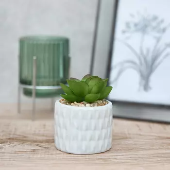 Суккулент Rescia