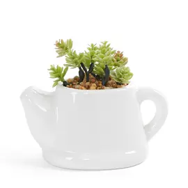 Суккулент Sardo