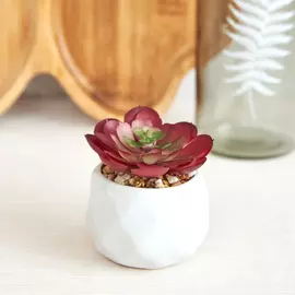 Суккулент Siano