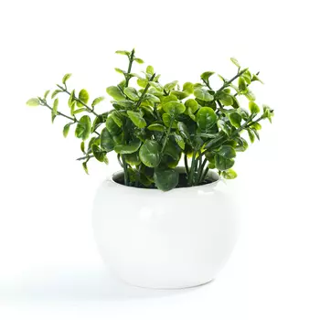 Суккулент Sorgono