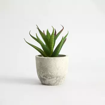 Суккулент Terni II