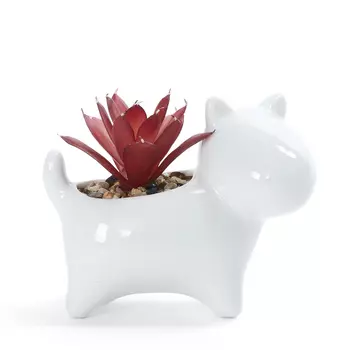 Суккулент Villamara