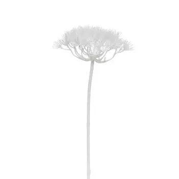 Ветвь Barenklau