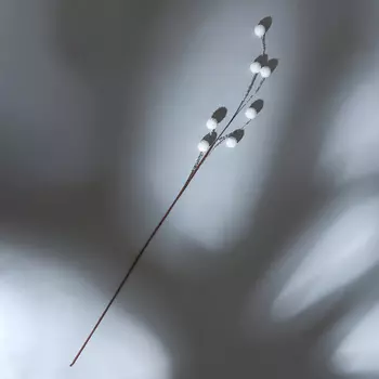 Ветвь Ramo di neve