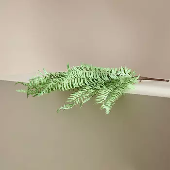 Ветвь Succulento