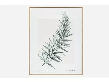 Картина Ботаник Herb