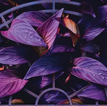 Фотообои "Листья канны" 3х2.7