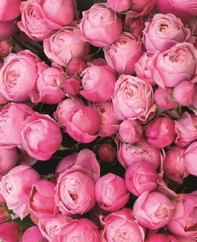 Картина Воздушные бутоны 40х50 см