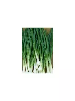 лук Салатный ( на перо) ДУ. Евро, 1