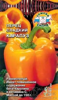 Перец Карапуз (ХИТ! сладк; ранний, ОГ,ПУ, 50-60 см, усеченно-конусовид, темно-оранж, 120-150 г, толс