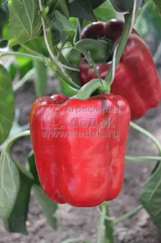 Перец Звезда Востока красная F1 (ХИТ! сладк; ОГ, тепл, 60-70 см, призмовид, темно-красн, 200-260 г,
