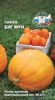 Тыква Биг Мун. Евро, 2