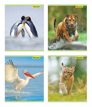 Тетрадь клетка A5 48 листов, скрепка, обложка картон - Природа, 4 вида в ассортименте, Silwerhof (812024-55)