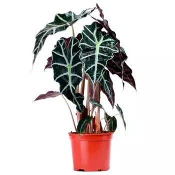 Алоказия микс д12 н30