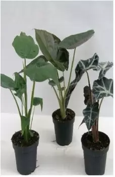 Алоказия микс д17 н70