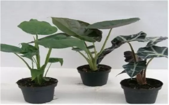 Алоказия микс д19 н70