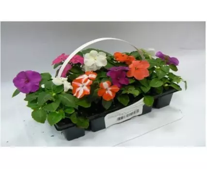 Бальзамин валлера рассада 6 ячеек