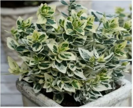 Бересклет д9 н15