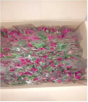 Букет тюльпанов 15 шт