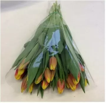 Букет тюльпанов 25 шт